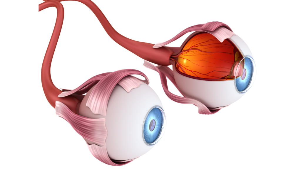 eye muscles imbalance