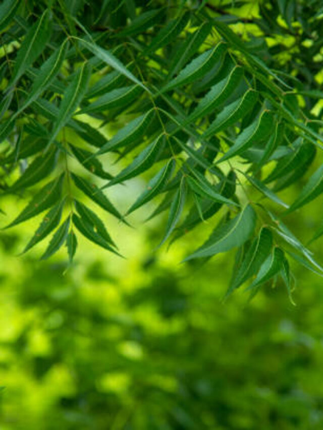 Azadirachta indica - A branch of neem tree leaves. Natural Medicine.