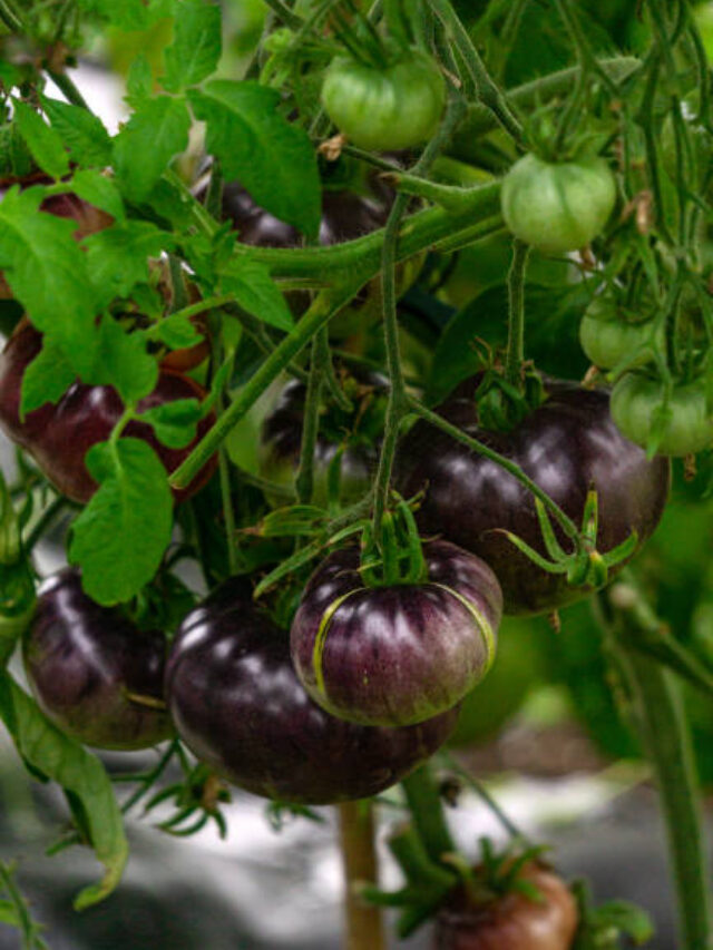 Black tomatoes ripen on a branch in a greenhouse