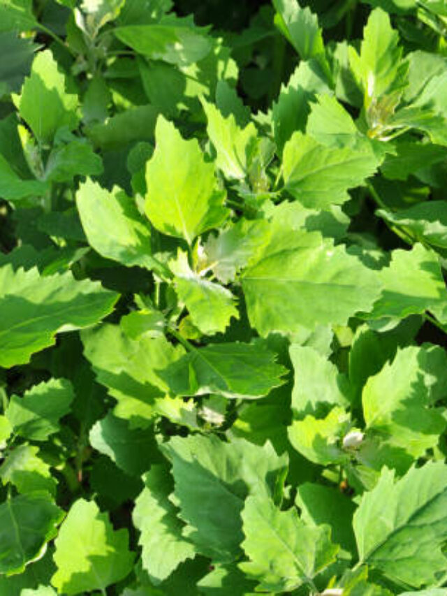 In nature, the field grows a fat hen (Chenopodium album)