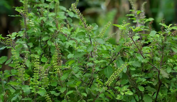  तुलसी (Tulsi)
