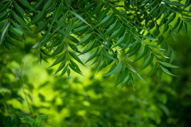 नीम (Azadirachta Indica)