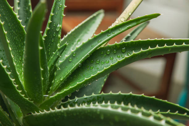 एलोविरा (Aloe vera)
