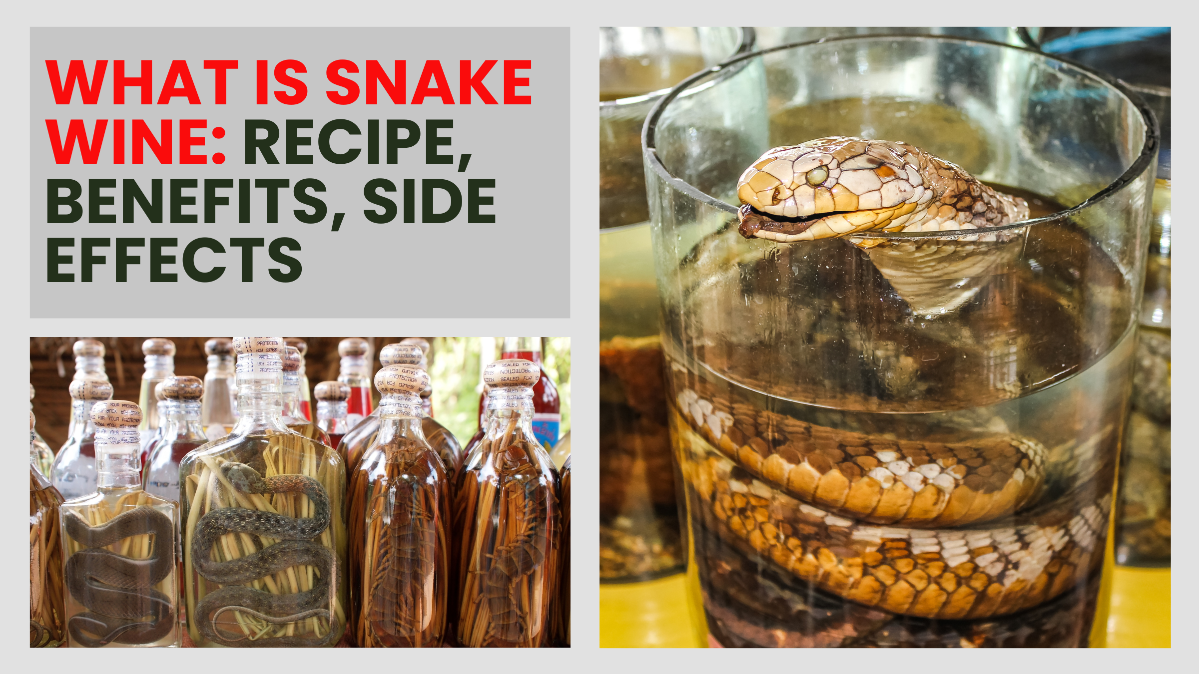 What is snake wine: recipe, benefits, side effects